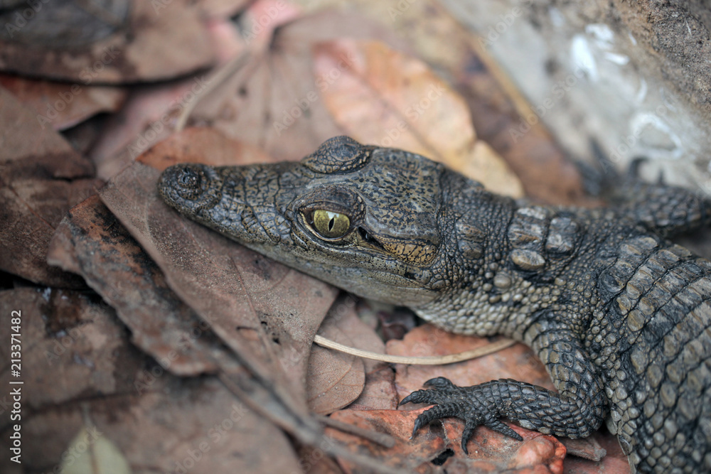 portrait of a baby crocodile head, with huge green eyes, outdoors on dry leaves, in a sunny summer day in the Gambia, Africa portrait of a baby crocodile head, with huge green eyes, outdoors on dry leaves, in a sunny summer day in the Gambia, Africa