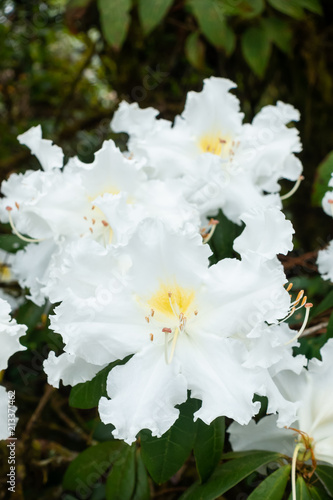 Westland's rhododendron (Ludwigianum Hoss) white flower photo