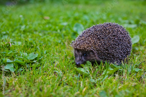 West european hedgehog ,Erinaceus europaeus,on a green meadow. Wild animal on green lawn