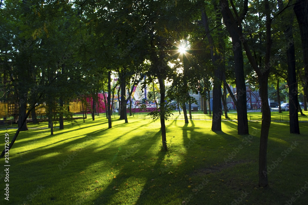 Obraz premium Sunlight in the green trees