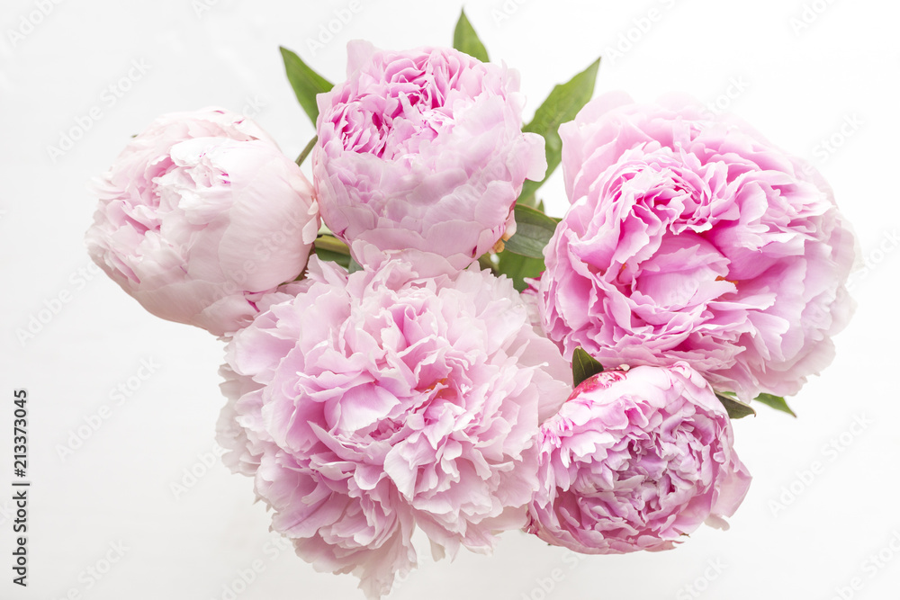 Five Pink Peonies