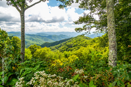 Flowers and Tall Trees Line the High Mountains Along the Blue Ridge Highway photo