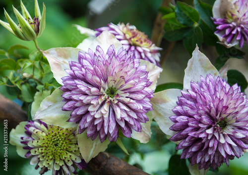 Fototapeta Naklejka Na Ścianę i Meble -  Clematis florida Sieboldii. Close-up.The Clematis florida Sieboldii is a stunning double-flowering clematis which produces deep white flowers with deep purple centres