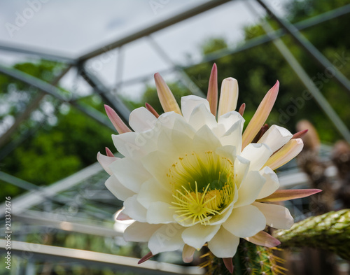 Echinopsis spachiana, Golden Torch, Golden Column or White Torch Cactus in Full Flower photo