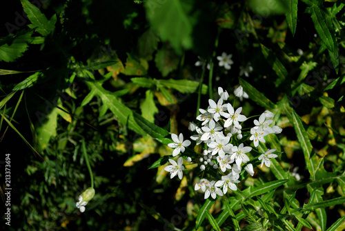 White Flowers Spot © Alberto
