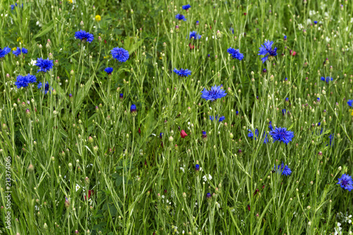 herbal background - blue flowers of a cornflower in the meadow after a rain