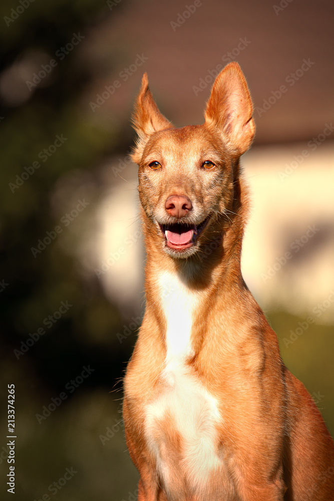 Podenco Podenco