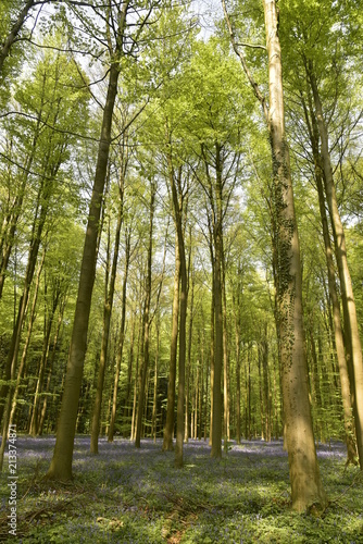 Hêtres jeunes au printemps poussant au milieu des broussailles et des jacinthes à la forêt de Hallerbos près de Halle 