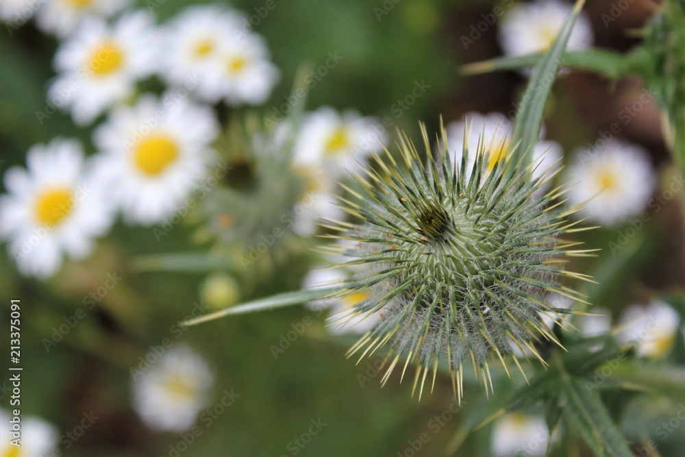 Thistles and daisies at the meadow Thistles and daisies at the meadow