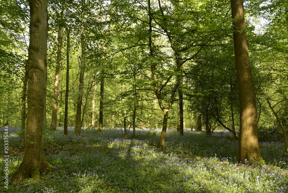 Fototapeta premium La végétation dense au sol à l'ombre ou au soleil sous les feuillages des hêtres à la forêt du Hallerbos près de Halles