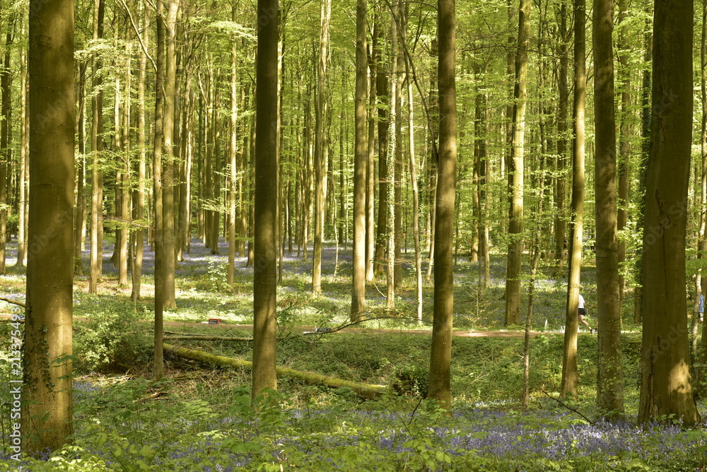 Fototapeta premium Couleur violette des jacinthes sauvages contrastant avec le vert des feuillages des arbres et plantes à la forêt du Hallerbos près de Halle