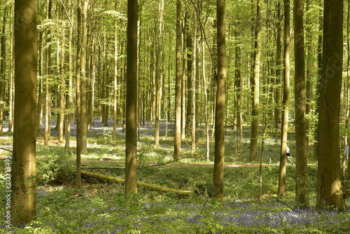 Couleur violette des jacinthes sauvages contrastant avec le vert des feuillages des arbres et plantes    la for  t du Hallerbos pr  s de Halle