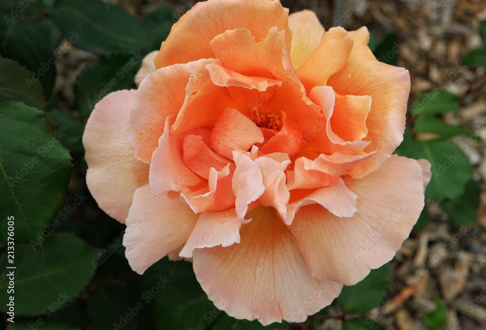 Luxurious rose of the peach color in the garden Luxurious rose of the peach color in the garden