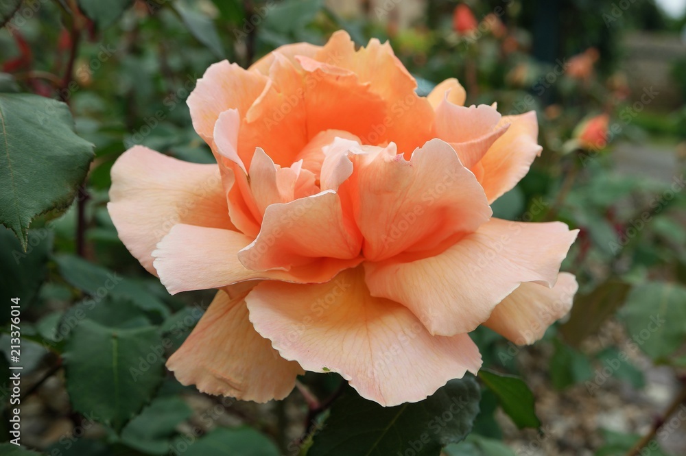 Luxurious rose of the peach color in the garden