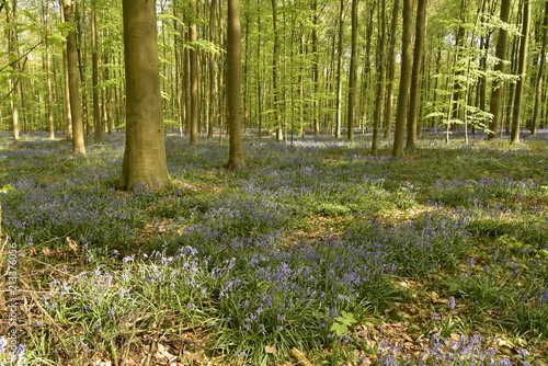 Tapis de jacinthes violettes parmi les orties entre ombres et lumières dans la forêt du Hallerbos près de Halle