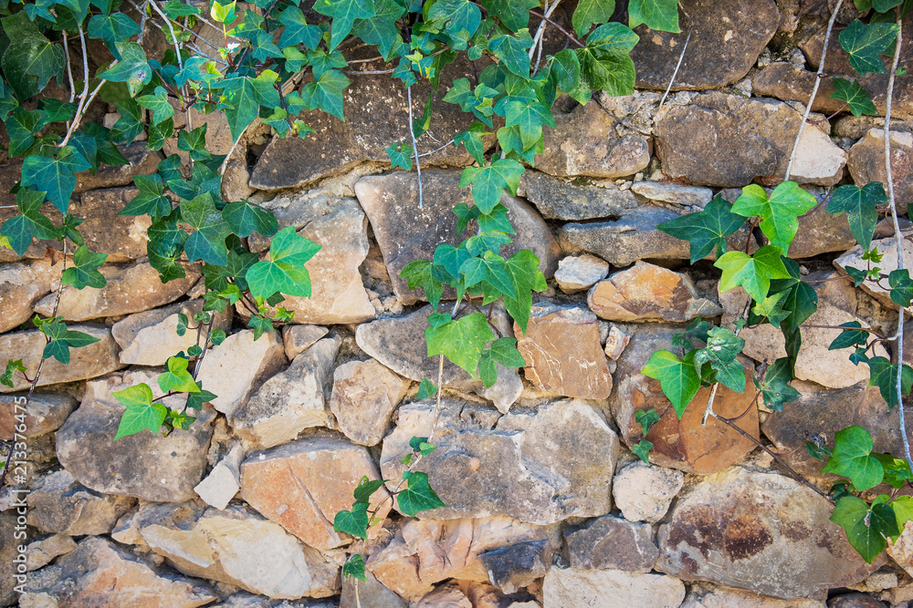 Fototapeta premium Green vines on an old stone wall