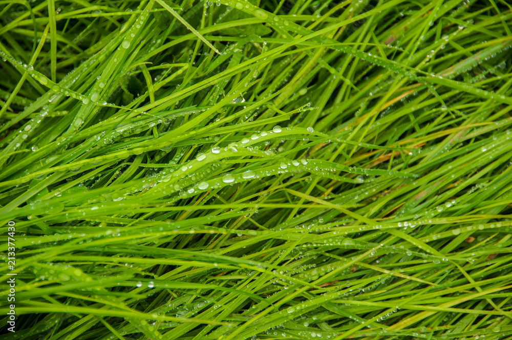 Plantas silvestre nos campos Plantas silvestre nos campos