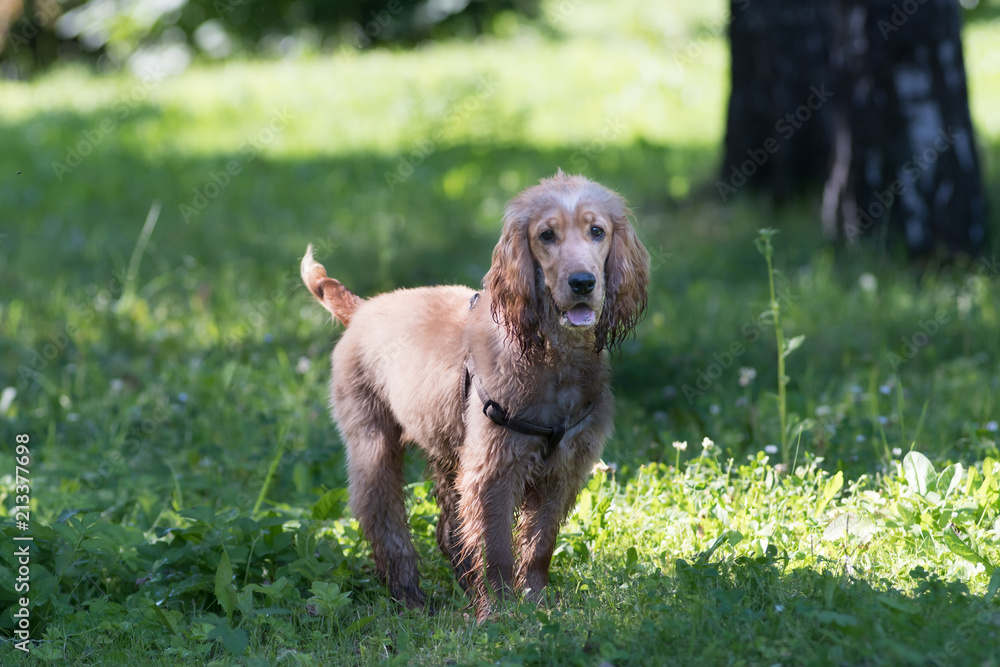 American cocker spaniel puppy outdoor American cocker spaniel puppy outdoor