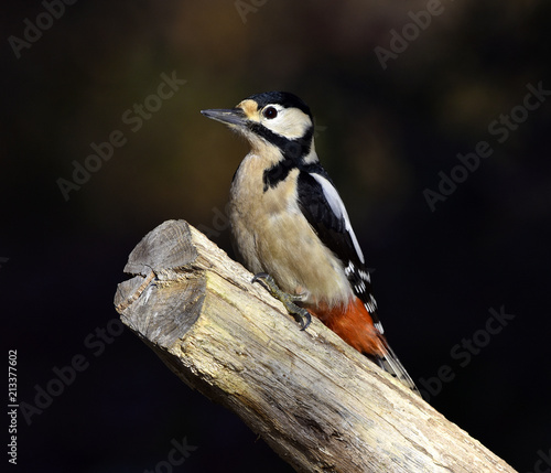 Specht; Buntspecht; Dendrocopos major; great spottet woodpecker; woodpecker; great woodpecker;