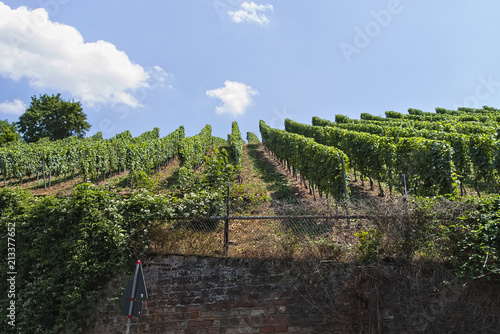 Vineyard. A vineyard is a plantation of grape-bearing vines, grown mainly for winemaking, but also raisins, table grapes and non-alcoholic grape juice.