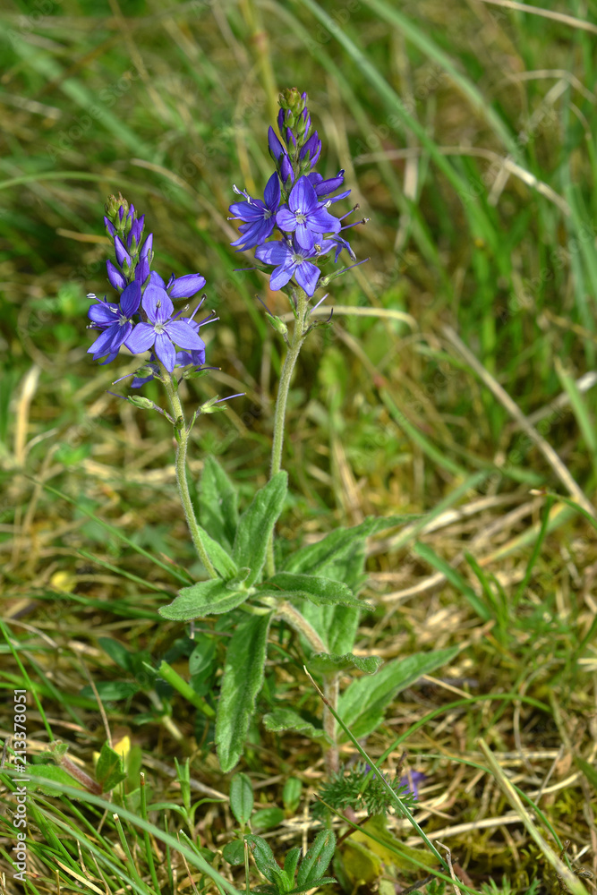 Grosser Ehrenpreis; Veronica teucrium; Grosser Ehrenpreis; Veronica teucrium;