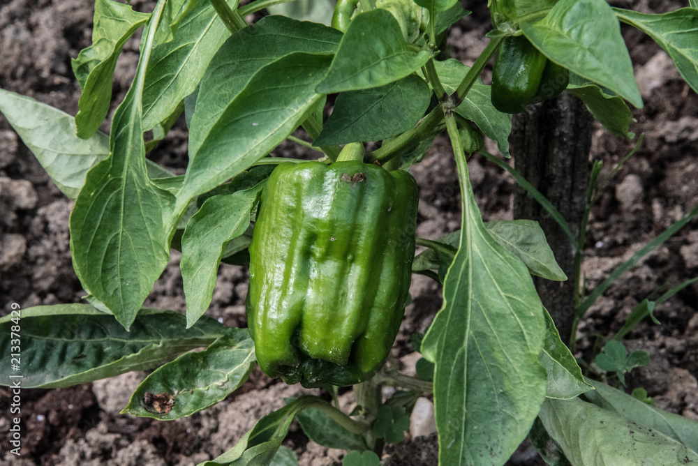 Obraz premium poivron