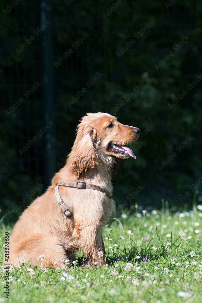 American cocker spaniel puppy outdoor