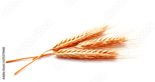 Wheat ears corn isolated on a white background