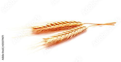 Wheat ears corn isolated on a white background