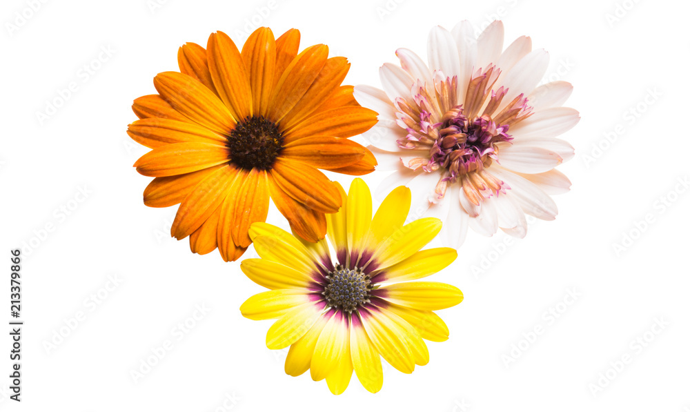 Osteosperumum Flower Daisy Osteosperumum Flower Daisy
