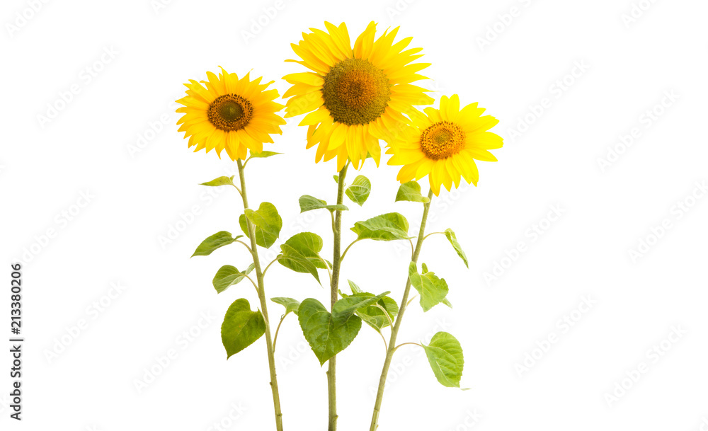 sunflower isolated sunflower isolated
