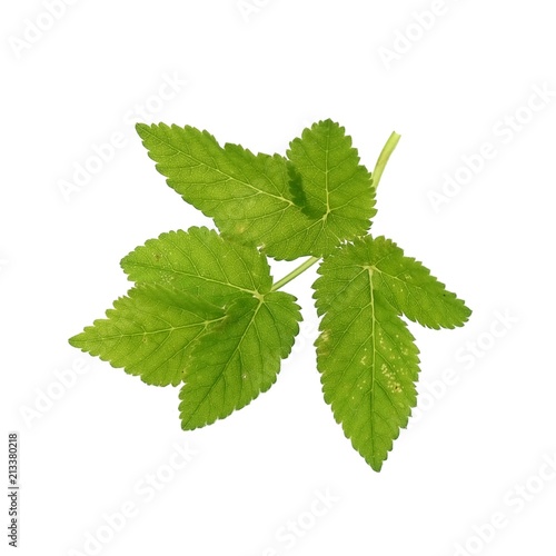 Green leaves on a isolated white background