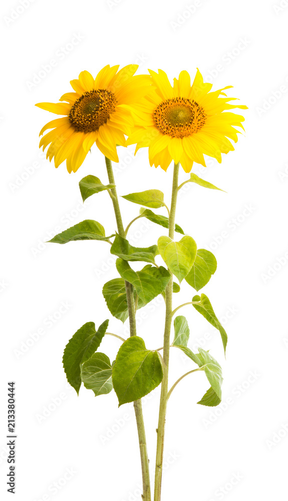 Naklejka premium sunflower isolated
