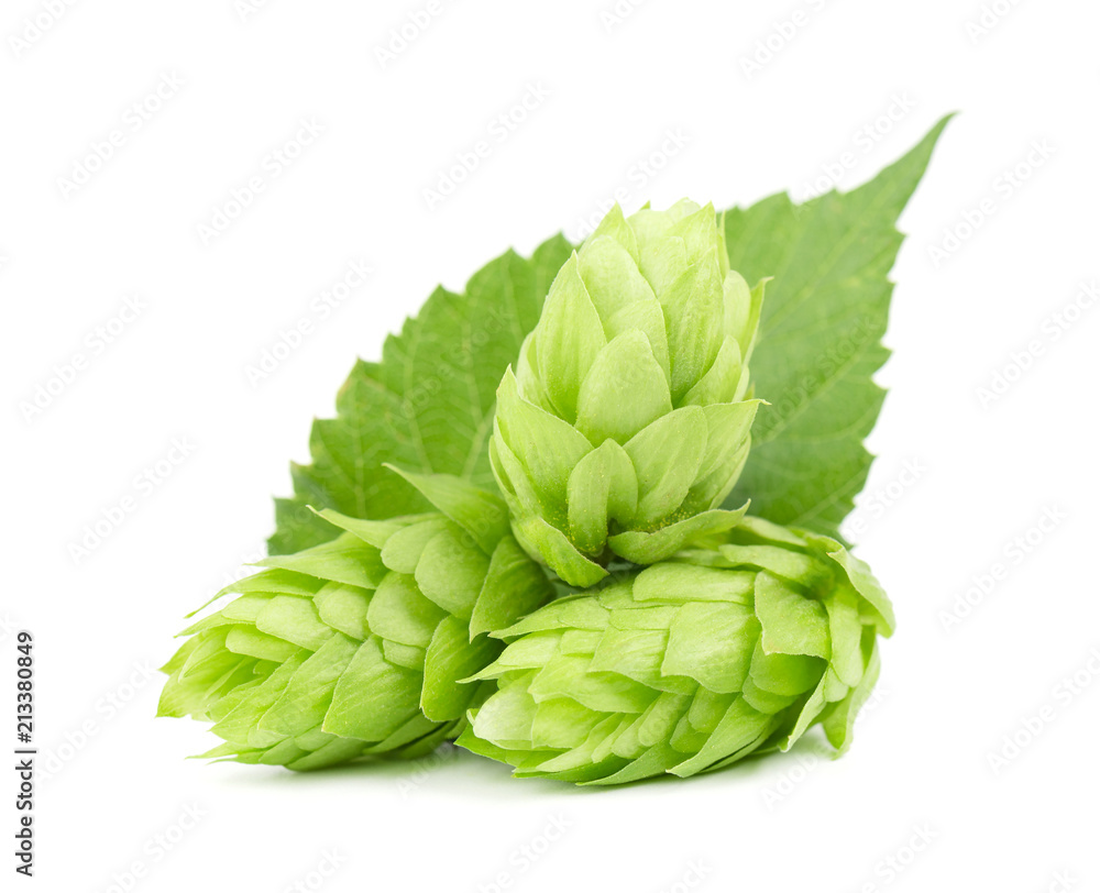 Fresh green hop branch, isolated on a white background. Hop cones for making beer and bread. Close up. Fresh green hop branch, isolated on a white background. Hop cones for making beer and bread. Close up.