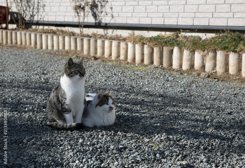 Cute cats relaxing in the morning at Oshino Hakkai,Japan