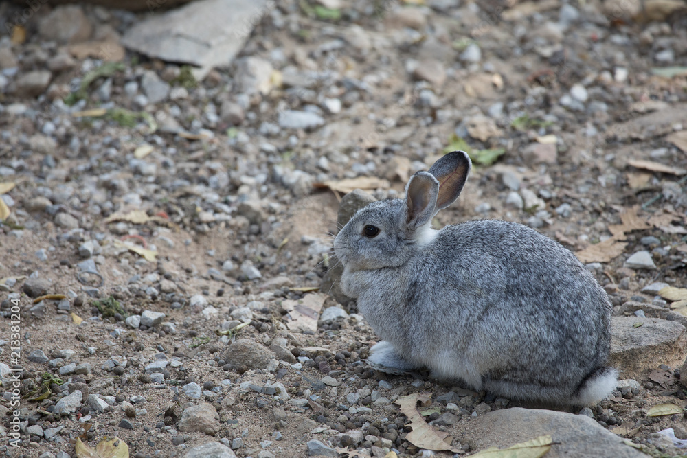 Fototapeta premium Rabbit in zoo