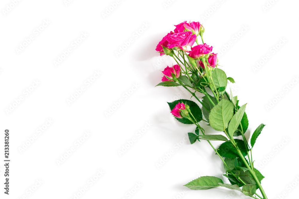 the pink rose isolated on a white background