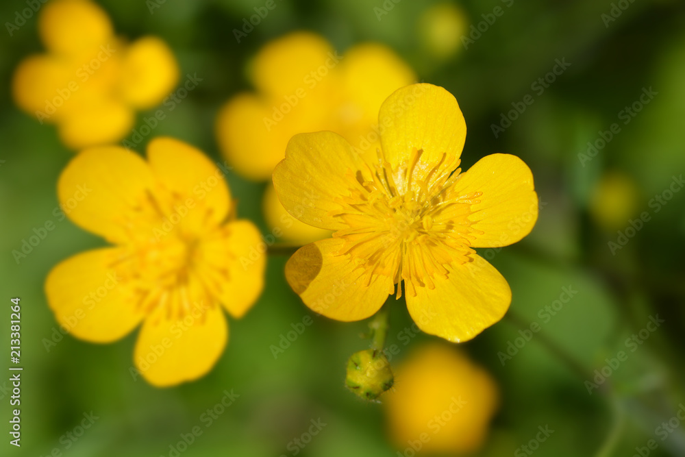 Creeping buttercup Creeping buttercup