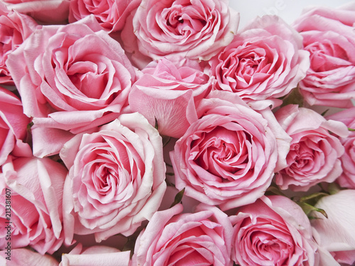 A lot of pink roses on a white background. Pink flower buds