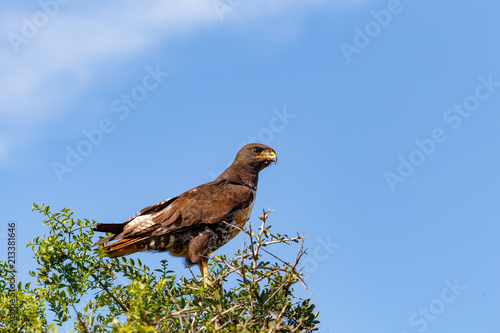 Eagle standing on the top of the branches © charissalotter