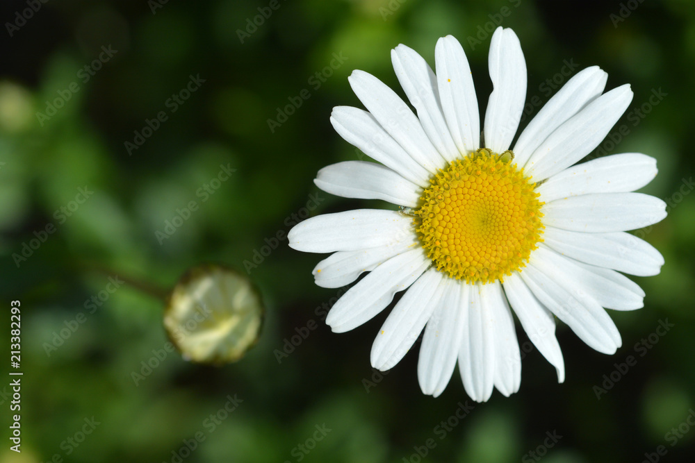 Obraz premium Saw-leaved moon daisy