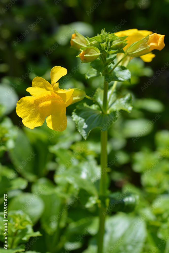 Monkey flower Monkey flower