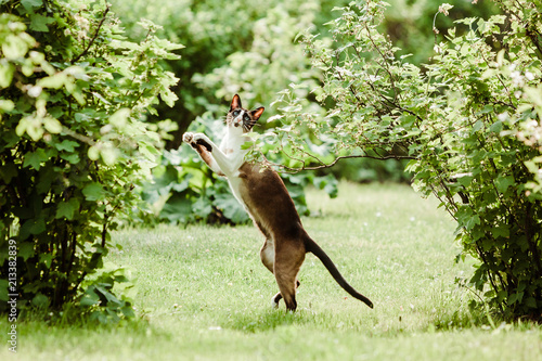 Oriental cat playing in the garden with leaves 