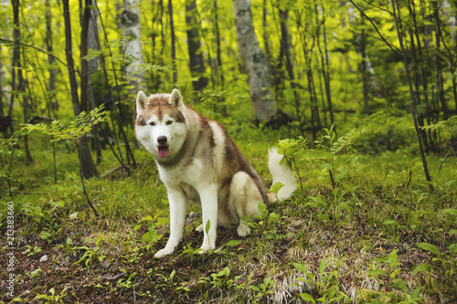 Profile portrait of free and young dog breed siberian husky sitting on the hill in the forest