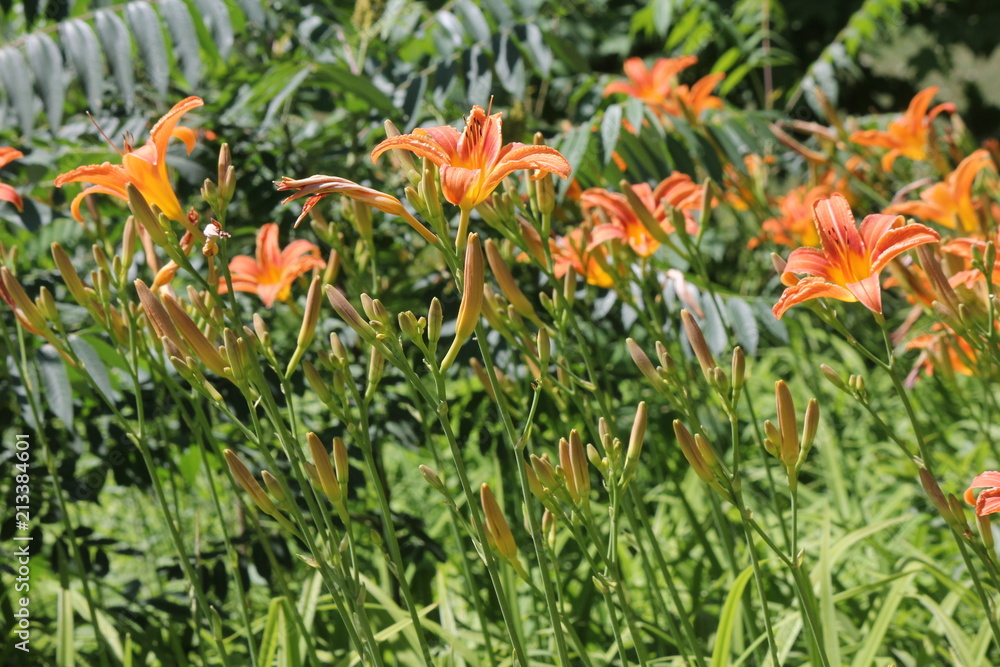 Orange day lily (Hemerocallis) beside an old country road. Day lilies are rugged, adaptable, vigorous perennials and comes in a variety of colors.    

