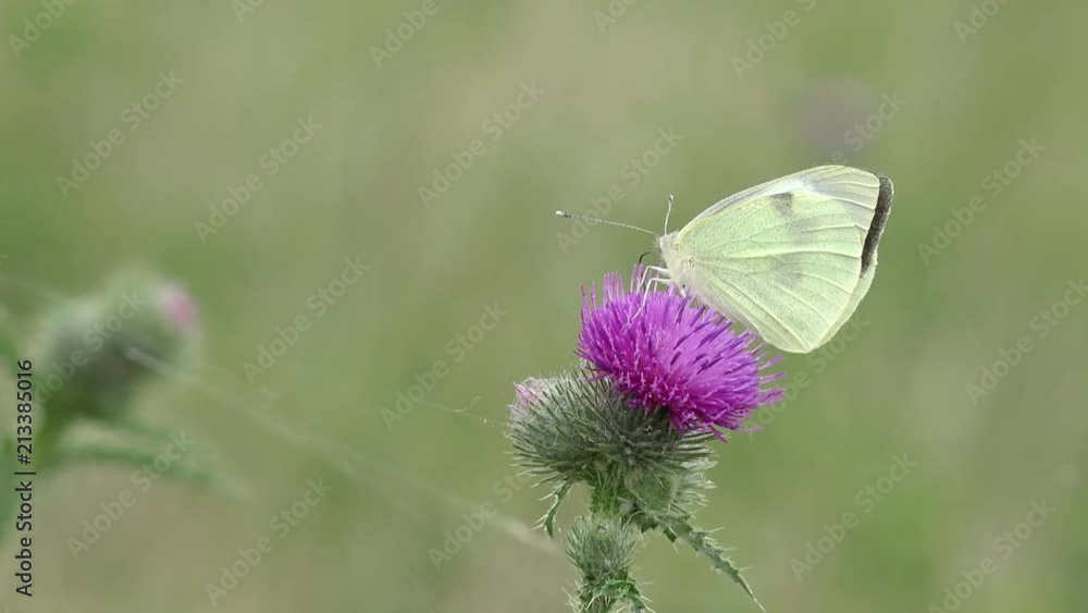 white butterfly on thistle in the nature white butterfly on thistle in the nature