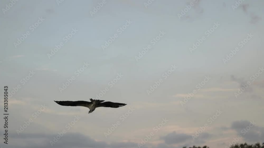 Hawk flight video in slow motion in the wild Hawk flight video in slow motion in the wild