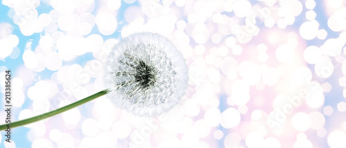 Fototapeta Naklejka Na Ścianę i Meble -  Schöne Pusteblume