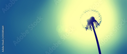 Fototapeta Naklejka Na Ścianę i Meble -  Schöne Pusteblume beim Sonnenuntergang