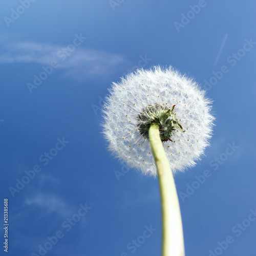 Fototapeta Naklejka Na Ścianę i Meble -  Schöne Pusteblume